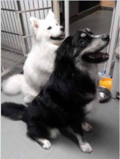 Two Dogs
